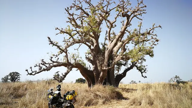 Výprava enduro do Senegalu: motocykl u majestátního baobabu